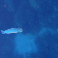 40493 blue parrotfish v1-topaz-sharpen-color-lighting