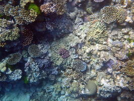 40511 coral like flower v1