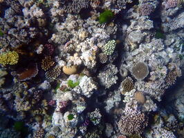 40523 various corals and whitemouth moray eel v1