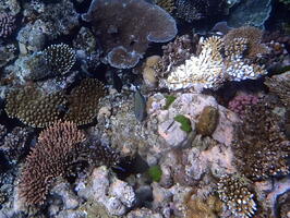 40528 corals and lined surgeonfish v1