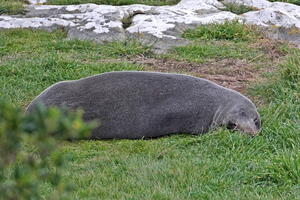 06287 resting fur seal blorb v1