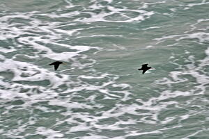 06290 flying oystercatchers v1