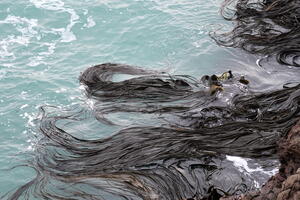06300 nz bull kelp v1