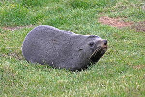 06304 fur seal blob v1