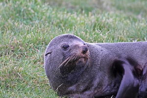 06308 fur seal v1