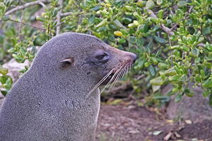 06310 fur seal profile v1