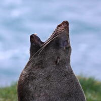 06313 fur seal yelling v1