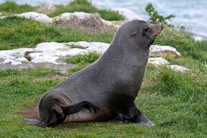 06319 kekeno fur seal v1