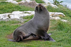 06320 fur seal v1