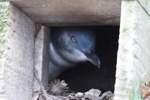 06325 little blue penguin v1-topaz-denoise-sharpen