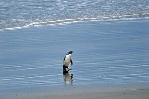 The Catlins (and Dunedin/OPERA), August 2024