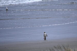 06345 gull and hoiho v1