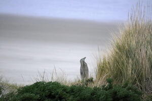 06406 not a penguin v1