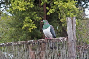 06419 kereru v1