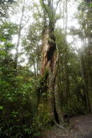 06489 tree v1