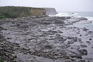 06512 curio bay petrified forest v1