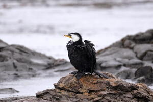 06535 shaggy little shag v1