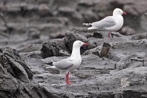06543 red billed gull v1
