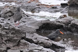 06560 soggy oystercatchers v1