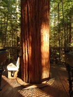 06304 sun on redwood and platform