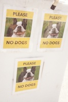 06710 no dogs