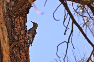 06732 northern flicker v1