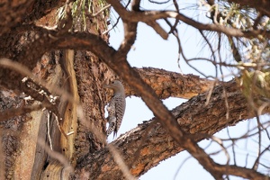 06736 northern flicker v1