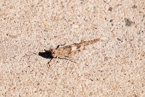 06741 pallid winged grasshopper v1