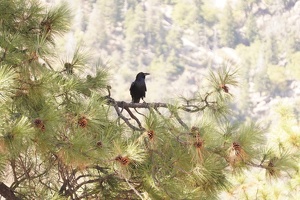 06749 common raven v1
