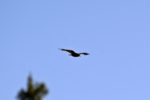 06762 turkey vulture v1-topaz-sharpen-denoise