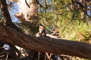 06783 western bluebird v1