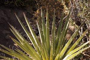 06792 yucca v1