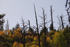 06800 dead trees
