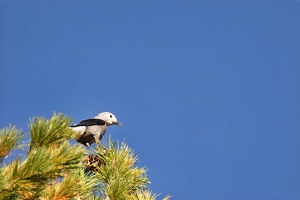 06823 clarks nutcracker v1-topaz-sharpen-lighting