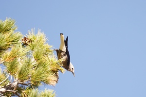 06827 clarks nutcracker v1-topaz-sharpen-focus