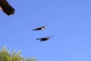 06841 ravens v1