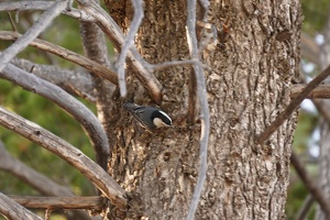 06863 white breasted nuthatch v1-topaz-focus