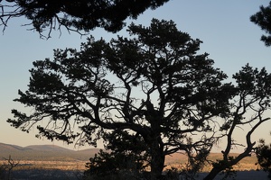 06953 tree at golden hour