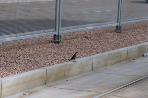 07029 great tailed grackle v1-topaz-lighting-color-sharpen-upscale-2x