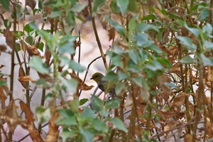 07044 birb peeking out  verdin v1-topaz-sharpen-color-denoise
