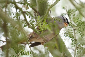 07082 peek a birb  white crowned sparrow v1