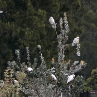 20912 more corellas v1-topaz-sharpen-denoise