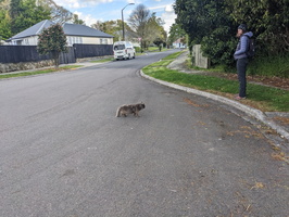 20241011 043716581 mp and cat