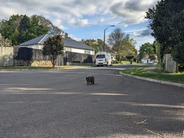 20241011 043630432 some glenholme cat v1
