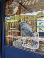 20241122 011804850 silverstream shelter black robin
