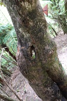 00247 hole in tree