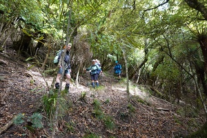 00250 descent in the forest v1