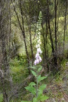 00268 foxglove v1