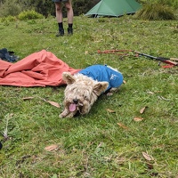 20241123 024335180 sophies tongue v1