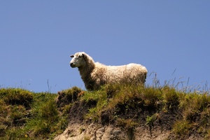08011 sheep looking out v1